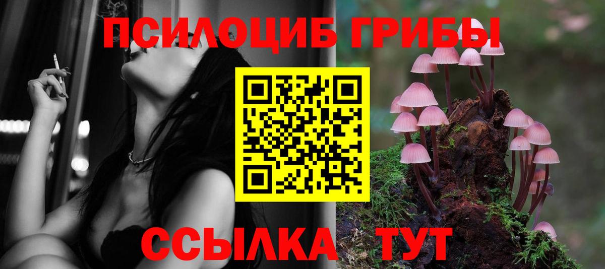 Галлюциногенные грибы Psilocybe Пенза